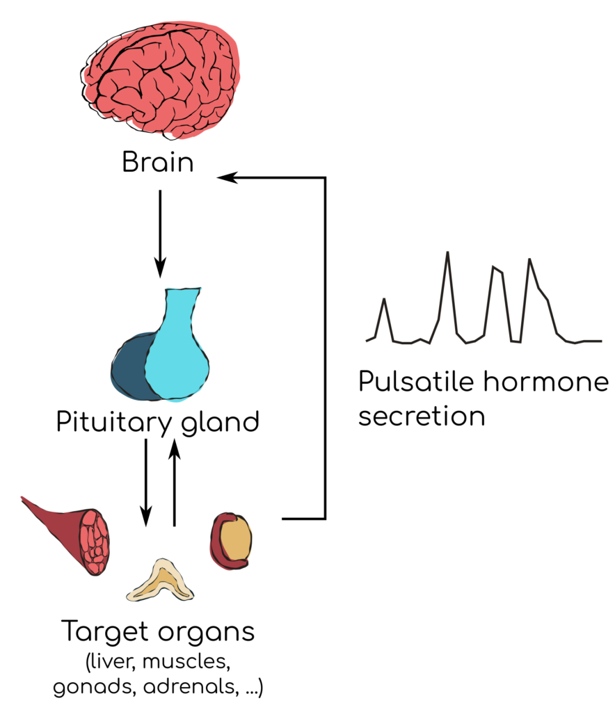 Generic schematic of endocrine axes. Drawing by Nicola Romanò. CC-BY